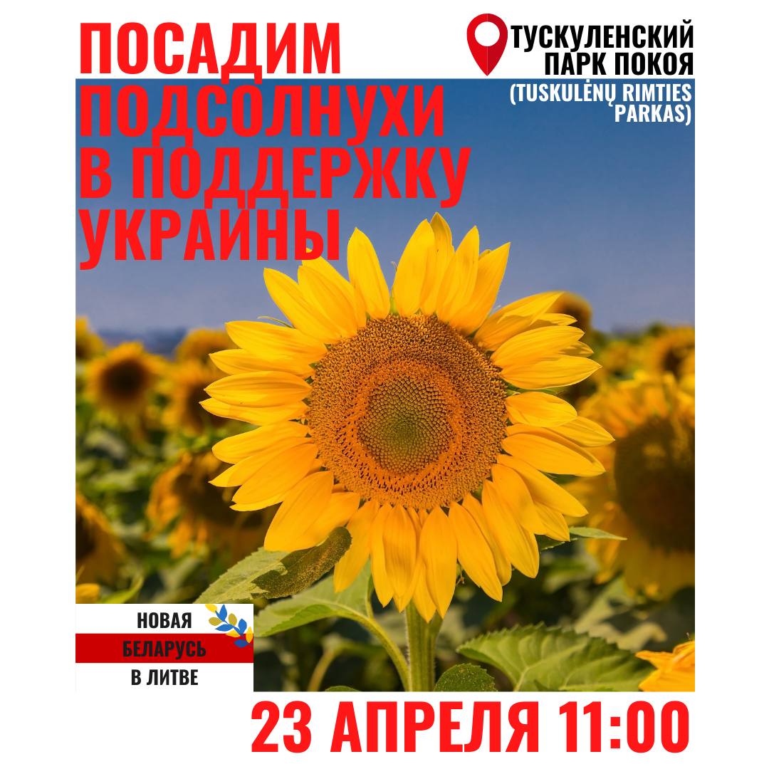 ПОСАДИМ ПОДСОЛНУХИ В ПОДДЕРЖКУ УКРАИНЫ — Замок | Беларуский дом в Литве.  Вильнюс